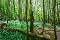 Bluebells and wild garlic in Rossmore Forest Park - May 2017 (6)